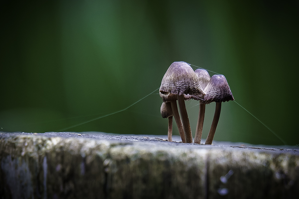 Pilzfoto, Makrofoto, Makrofotografie, Makroobjektiv, Makro, Macro