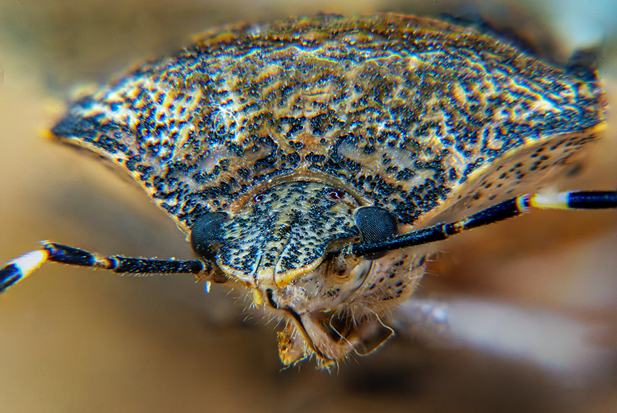 Fokusstacking, Fokus Stacking, Fokus-Stacking, Nahbereichsfotografie, Makrofoto, Tierfotografie