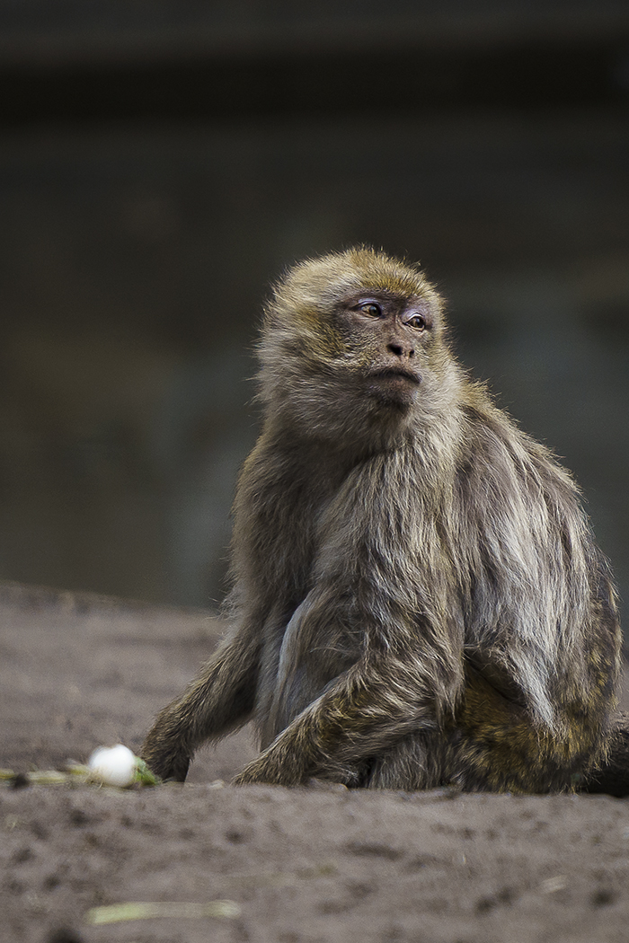 Affe, Tierpark, Naturfotografie, Tierfotografie