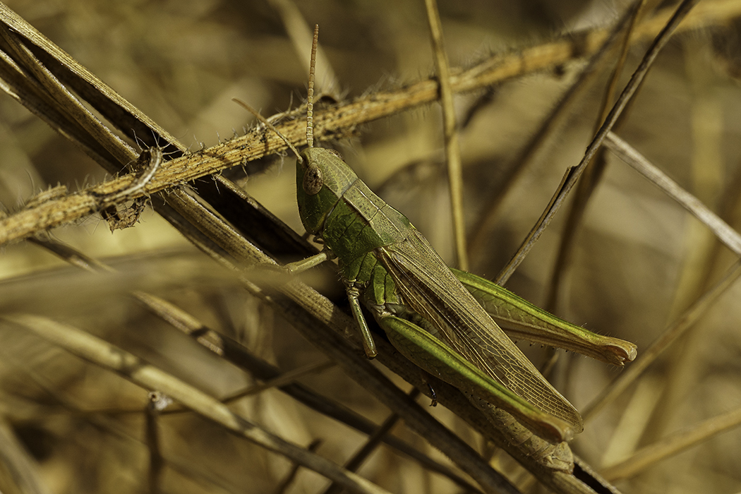 Tierfotografie, Makrofotografie, Hobbyfotograf, Tierfotograf,