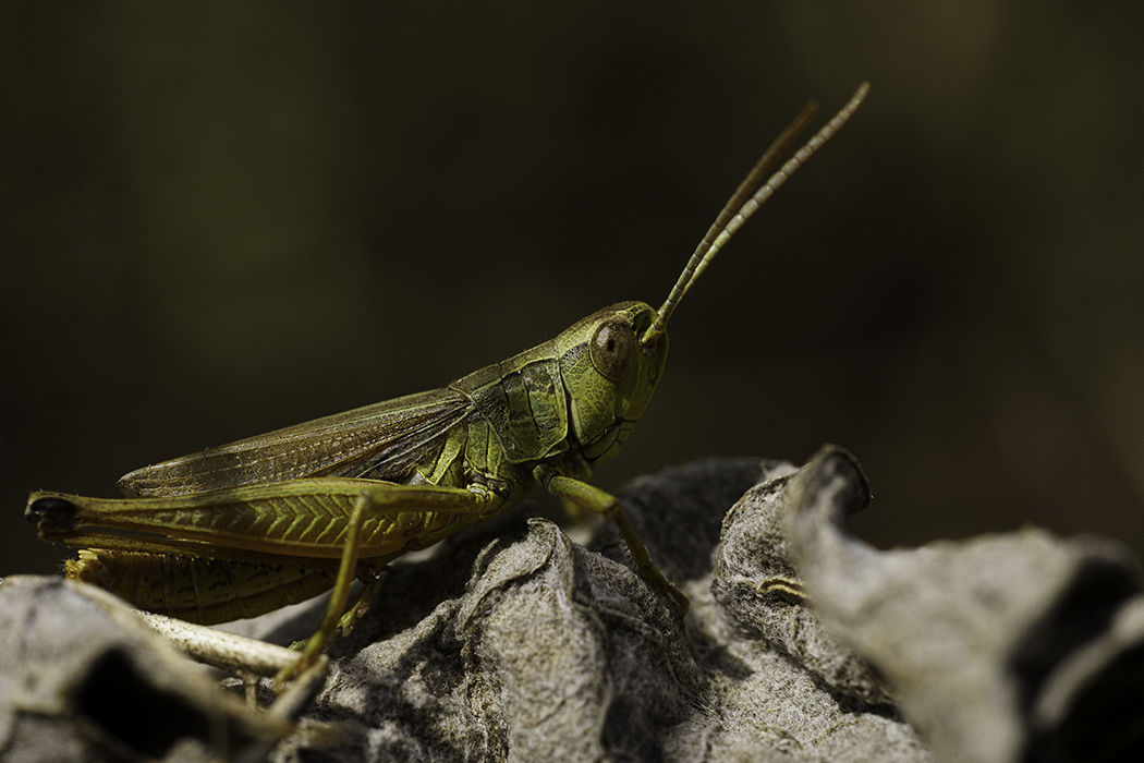 Tierfoto, Macrofoto, Makro, Hobbyfotograf, Tierfoto, Natur Foto, Naturfoto, Naturfotografie