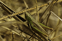 Tierfotografie, Grille, Heuschrecke, Sommer, Natur, Naturfotografie, Naturfotograf