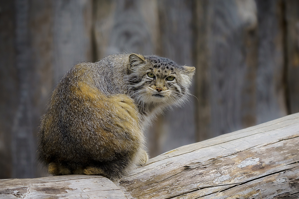 Wildkatze, Tierfoto, Tierfilmer, Hobbyfotograf, Tierfotograf