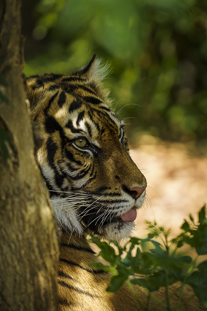 Raubkatze, Tierfoto, Berlin, Zoo, Peter Damke, Wriezen, Tierpark, Raubtier, Teleobjektiv