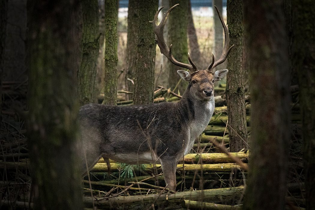 Hirsch, Schalenwild, Naturfoto, Aktfoto, Portrait, Wriezen