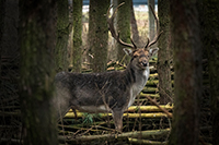 Wildtiere, Hiersche, Hobbyfotograf, Naturfoto, Fotografie