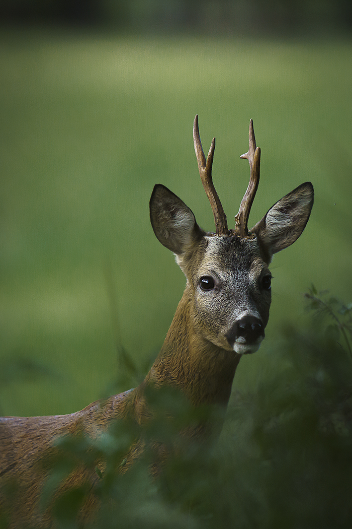 Naturfoto, Reh, Tierfotografie, Landschaftsfotografie, Modellsuche, Rehfoto, Rehe, Rehbock, Wildtiere Foto, Rehböcke