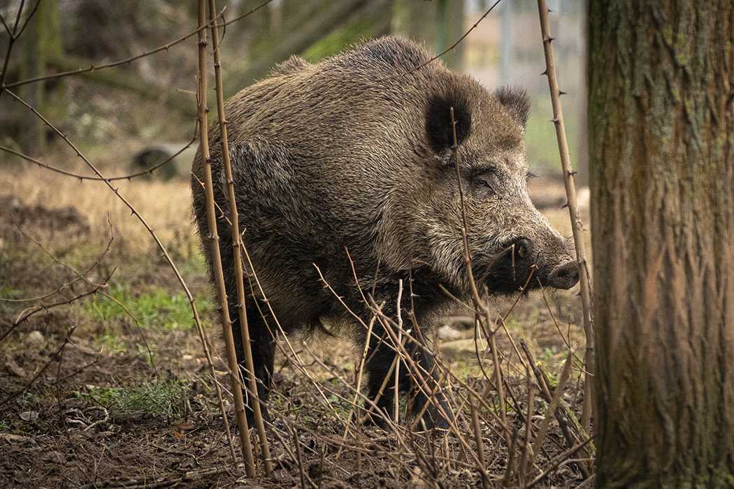 Wildschwein, Naturfoto, Wildtiere, Naturfotografie, Tierfotografie