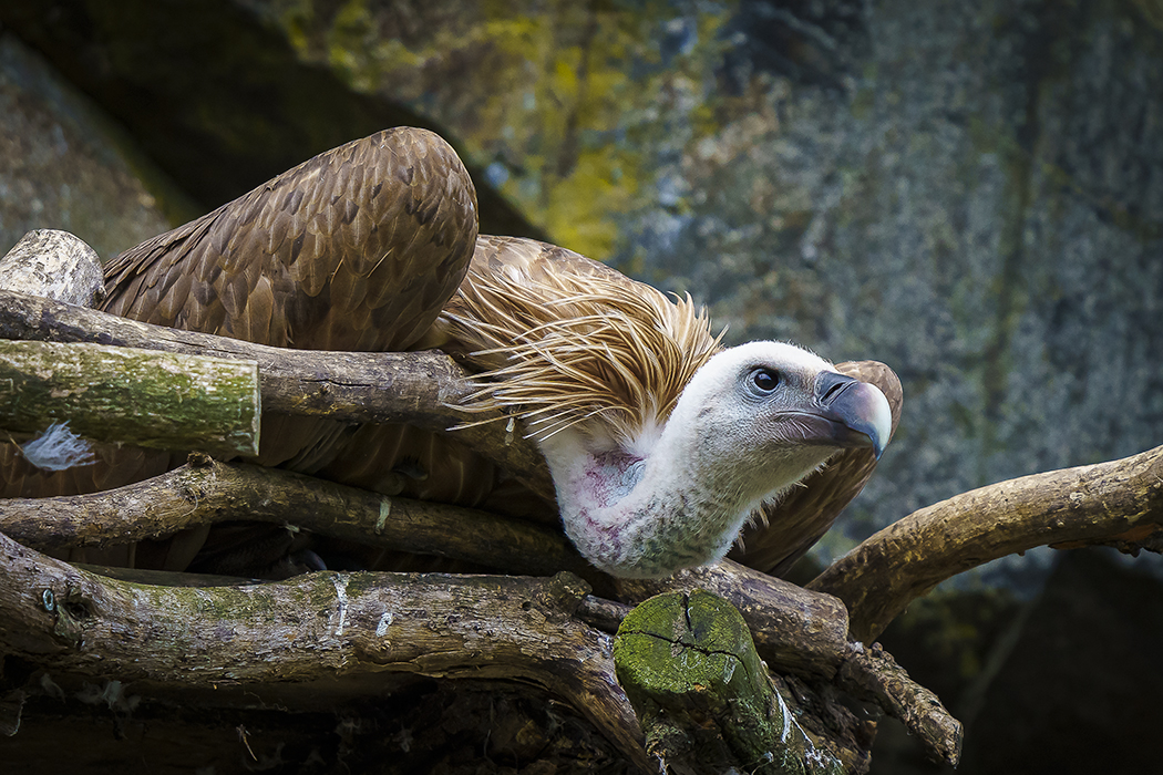 Naturfoto, Greifvogel, Naturfotografie, Vögel, Tierpark, Zoo, Hobbyfotograf