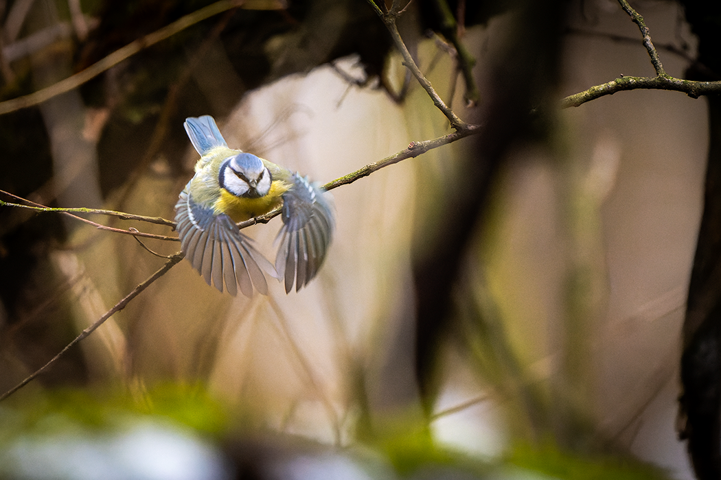 Blaumeise im Flug, Abflug, Vogel, Singvogel, Vögel, Vogel im Flug, fliegende Vögel, Federn, Federtiere, Wildtiere, Wilde Vögel, Blau, Gelb Grün, 