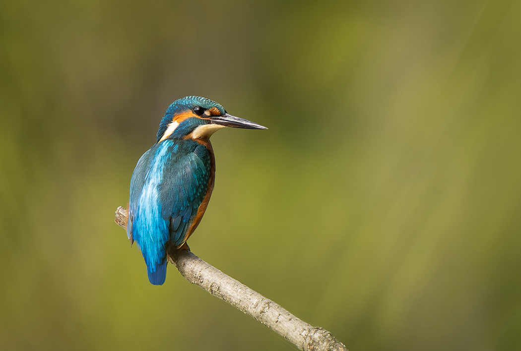 Vogelfotografie, Eisvogel, Eisvögel, wilde Vögel, Vögel fotografieren, Tierfoto, Federtiere, Vogel, Eisvogel am See