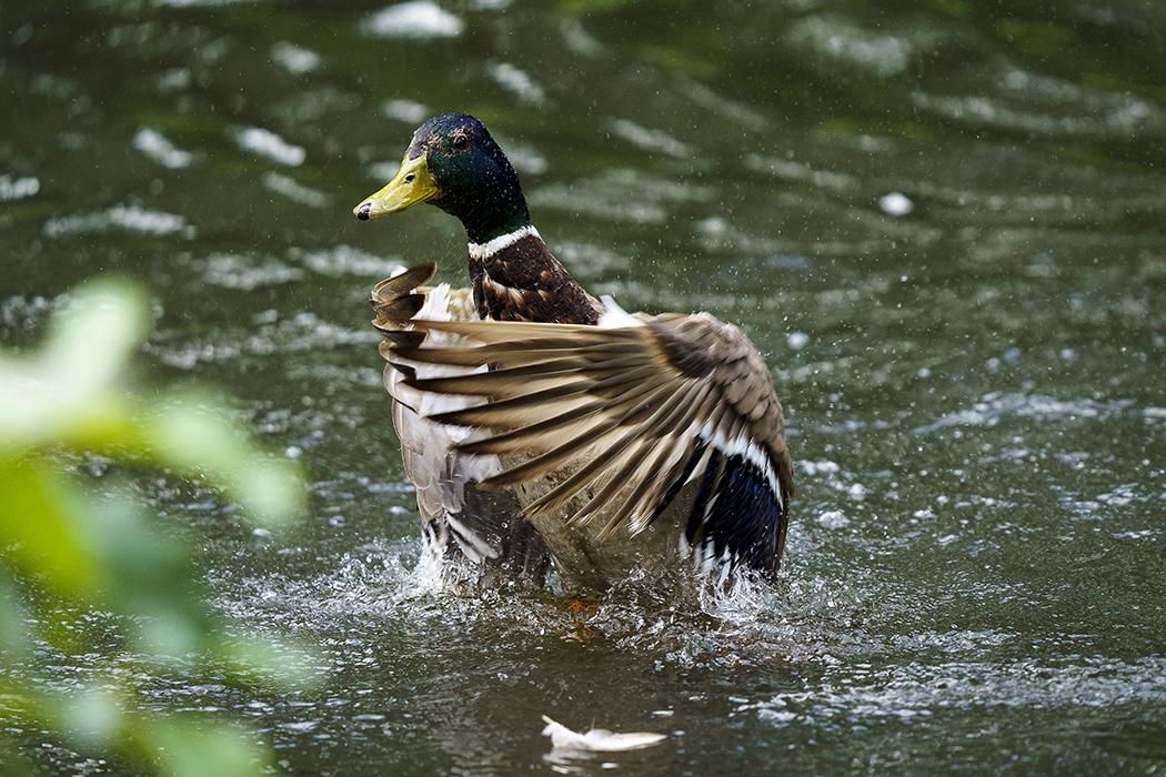 Wildenten, Tierpark, Hobbyfotograf, Naturfotografie, Wriezen, Tiere