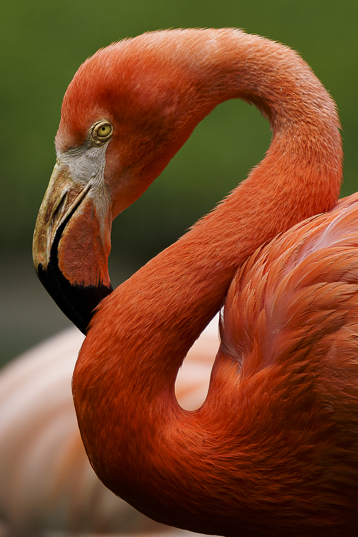 Flamingo, Tierpark, Naturfoto, Hobbyfoto, Hamburger Zoo, Zoo-Foto, 