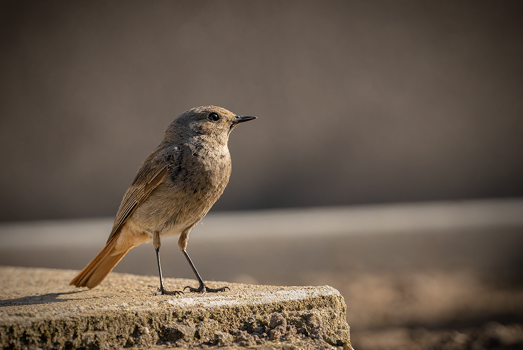 Gartenrotschwanz, Vogel, einheimischer Vogel, seltene Vögel, wilde Vögel, Vögel fotografieren, Vögel mit dem Teleobjektiv, 