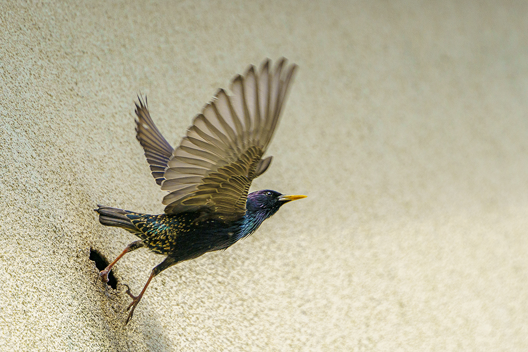 Star, Nest, Abflug, Vogel, Zugvogel, Nestbau, Tierfoto, Tiere