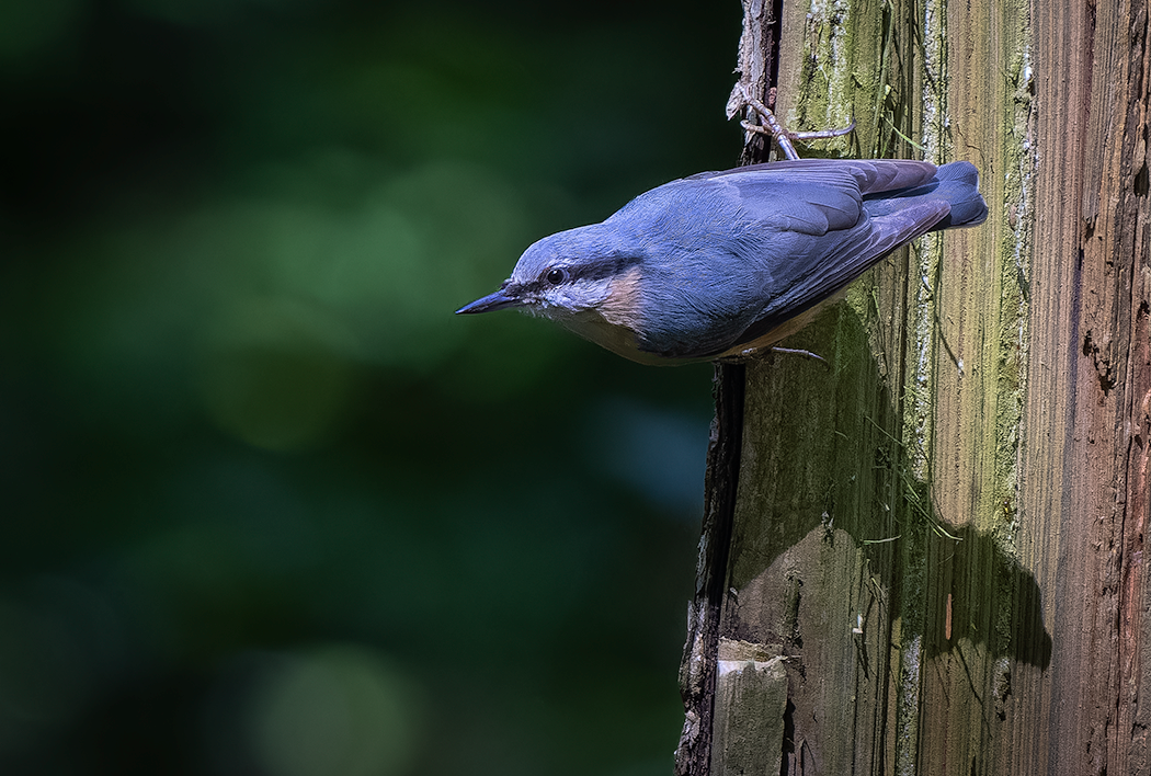 Kleiber, Waldvogel, kleiner Vögel