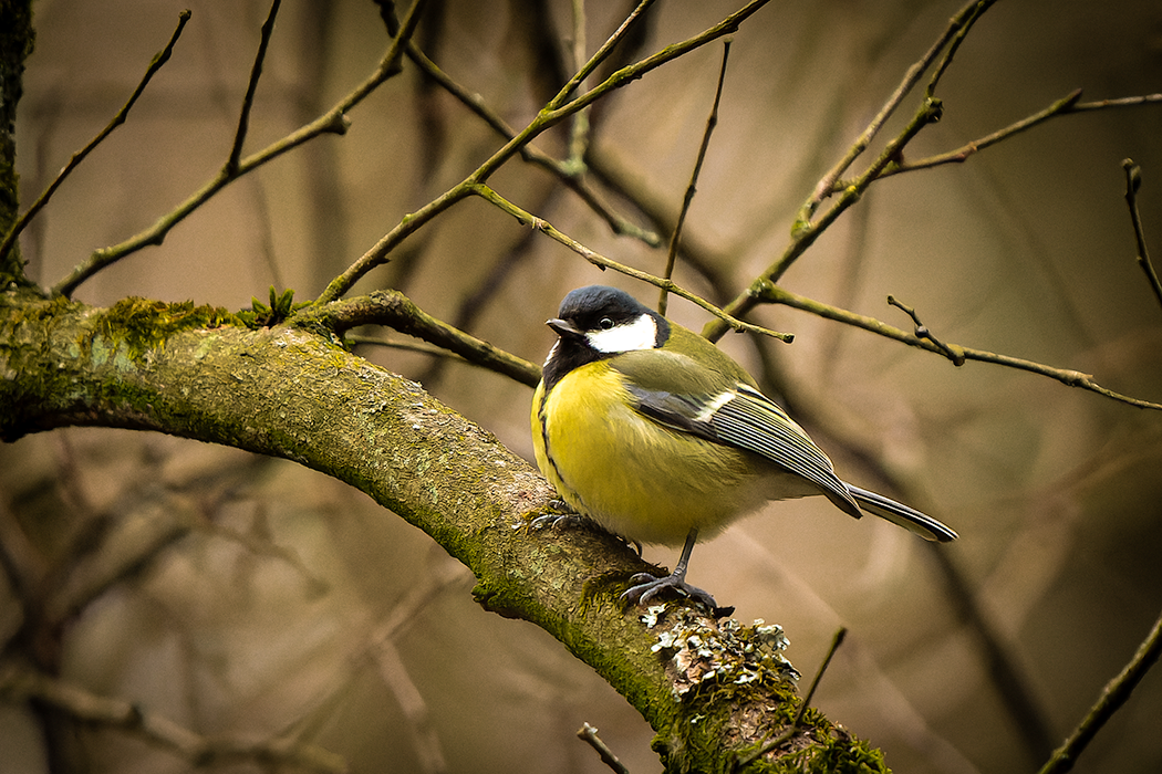 Meise, Singvogel, Wildvogel, Wildtier, Tier