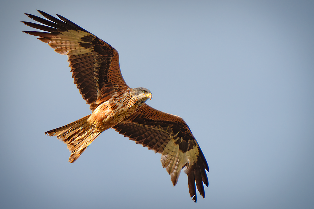 Raubvogel, fliegender Vogel, Vogel im Flug, Greifvogel