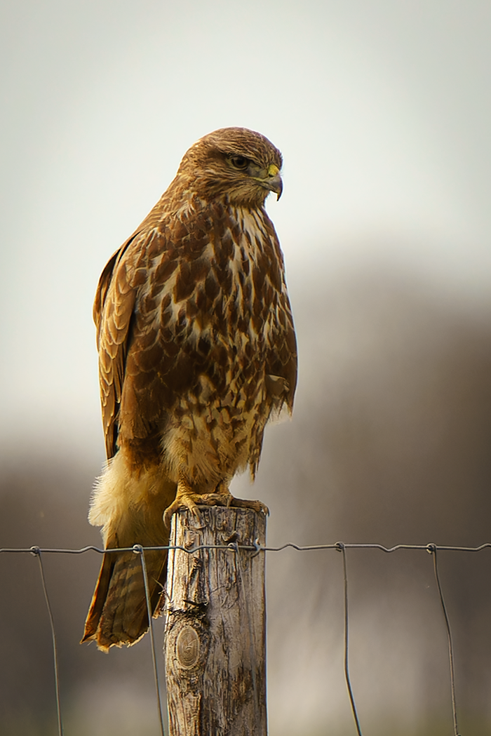 Mäusebussard, Raubvogel, Vögel, Raubtier, Jagd