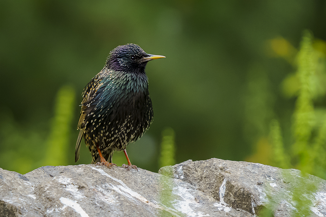 Star, Vogel, Tierfoto, Tierfotograf, Wildtiere, Sinvögel