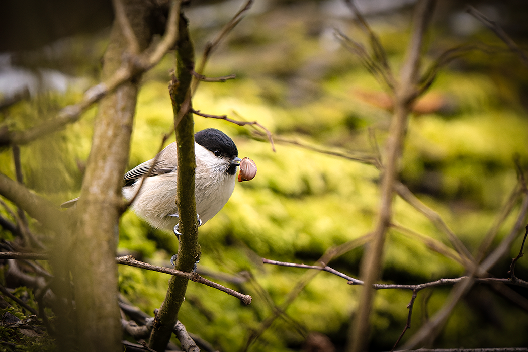 Sumpfmeise, Meise, Vogel, Kleinvogel, Singvogel, 