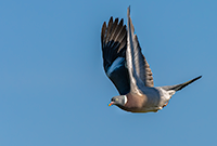 Taube im Flug, Tauben