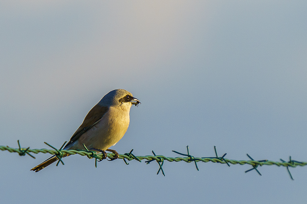 Vogel, Vogelfoto, Hobbyfoto, Tierfotografie, Tierfoto, Tierfotos