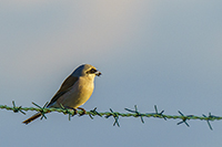 Vogel, Tierfoto, Naturfoto, Wriezen, Natur, Freizeitfotograf